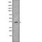 MAF BZIP Transcription Factor B antibody, abx216646, Abbexa, Western Blot image 