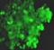 Peroxisomal Membrane Protein 4 antibody, orb378379, Biorbyt, Immunofluorescence image 