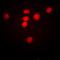 Microtubule Associated Protein 1S antibody, orb251641, Biorbyt, Immunofluorescence image 