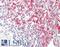 ADAM Metallopeptidase Domain 19 antibody, LS-B10602, Lifespan Biosciences, Immunohistochemistry frozen image 