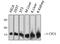 Cytochrome C, Somatic antibody, GTX34345, GeneTex, Western Blot image 