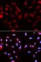 Klotho antibody, orb333709, Biorbyt, Immunofluorescence image 