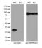 Adenylate Kinase 4 antibody, M07383, Boster Biological Technology, Western Blot image 