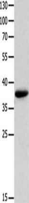 Myozenin 1 antibody, CSB-PA904228, Cusabio, Western Blot image 