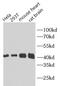 Beta-Actin antibody, FNab00869, FineTest, Western Blot image 