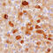 Hepsin antibody, MAB47761, R&D Systems, Immunohistochemistry frozen image 