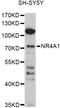 Nuclear Receptor Subfamily 4 Group A Member 1 antibody, LS-C746761, Lifespan Biosciences, Western Blot image 