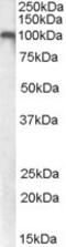 RNA Binding Motif Protein 3 antibody, 42-084, ProSci, Enzyme Linked Immunosorbent Assay image 