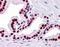Mothers against decapentaplegic homolog 6 antibody, orb89636, Biorbyt, Immunohistochemistry paraffin image 