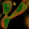 Dermokine antibody, PA5-56132, Invitrogen Antibodies, Immunofluorescence image 