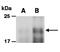 Interleukin 25 antibody, orb66780, Biorbyt, Western Blot image 