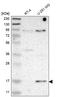 Plasminogen Receptor With A C-Terminal Lysine antibody, HPA008214, Atlas Antibodies, Western Blot image 