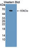 Adenosine Deaminase 2 antibody, LS-C373737, Lifespan Biosciences, Western Blot image 