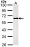 Neutrophil Cytosolic Factor 1 antibody, orb315627, Biorbyt, Western Blot image 