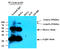 Axin 1 antibody, MBS200185, MyBioSource, Western Blot image 