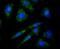 Protein Kinase D2 antibody, A04056-1, Boster Biological Technology, Immunocytochemistry image 