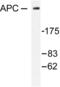 APC Regulator Of WNT Signaling Pathway antibody, LS-C175922, Lifespan Biosciences, Western Blot image 