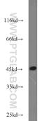 TATA-Box Binding Protein antibody, 22246-1-AP, Proteintech Group, Western Blot image 