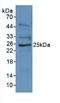 Epstein-Barr Virus Induced 3 antibody, LS-C293783, Lifespan Biosciences, Western Blot image 