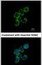 Growth Arrest Specific 2 Like 1 antibody, PA5-21729, Invitrogen Antibodies, Immunofluorescence image 