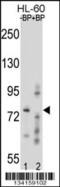 Ring Finger Protein 40 antibody, 57-676, ProSci, Western Blot image 