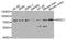 Nuclear Receptor Subfamily 2 Group C Member 1 antibody, A6675, ABclonal Technology, Western Blot image 