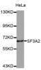 Splicing Factor 3a Subunit 2 antibody, abx127045, Abbexa, Western Blot image 