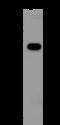 Ferredoxin Reductase antibody, 200345-T46, Sino Biological, Western Blot image 