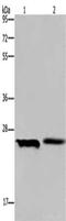 ETHE1 Persulfide Dioxygenase antibody, CSB-PA808765, Cusabio, Western Blot image 