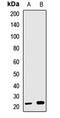 GINS Complex Subunit 2 antibody, LS-C668415, Lifespan Biosciences, Western Blot image 