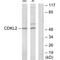 Cyclin Dependent Kinase Like 2 antibody, A11432, Boster Biological Technology, Western Blot image 