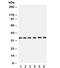 Cyclin Dependent Kinase 4 antibody, R31947, NSJ Bioreagents, Western Blot image 