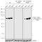 P21 (RAC1) Activated Kinase 4 antibody, 702663, Invitrogen Antibodies, Western Blot image 