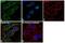 FAS antibody, PA5-14352, Invitrogen Antibodies, Immunofluorescence image 