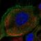 Folliculin antibody, NBP1-89983, Novus Biologicals, Immunofluorescence image 