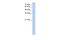 Ring Finger Protein 165 antibody, A14979, Boster Biological Technology, Western Blot image 