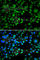 Thioredoxin Domain Containing 5 antibody, A7315, ABclonal Technology, Immunofluorescence image 