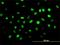 Zinc Finger Protein 24 antibody, H00007572-M02, Novus Biologicals, Immunofluorescence image 