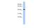 Zinc Finger Protein 71 antibody, PA5-69018, Invitrogen Antibodies, Western Blot image 