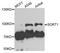 Sortilin 1 antibody, STJ110235, St John