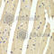 HAUSP antibody, A2345, ABclonal Technology, Immunohistochemistry paraffin image 