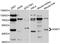 Cellular Communication Network Factor 4 antibody, MBS128980, MyBioSource, Western Blot image 