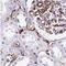 Major Histocompatibility Complex, Class II, DR Alpha antibody, NBP2-38691, Novus Biologicals, Immunohistochemistry paraffin image 