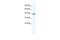 SRY-Box 11 antibody, PA5-40698, Invitrogen Antibodies, Western Blot image 