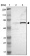 Ephrin B2 antibody, PA5-52247, Invitrogen Antibodies, Western Blot image 