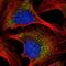 Heme Binding Protein 1 antibody, HPA056417, Atlas Antibodies, Immunofluorescence image 