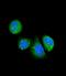 Asporin antibody, LS-C99335, Lifespan Biosciences, Immunofluorescence image 