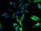 Taste 2 Receptor Member 13 antibody, A67998-100, Epigentek, Immunofluorescence image 
