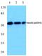 SMAD Family Member 3 antibody, A00059S204-1, Boster Biological Technology, Western Blot image 