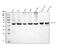 Flotillin 2 antibody, M06107-2, Boster Biological Technology, Western Blot image 